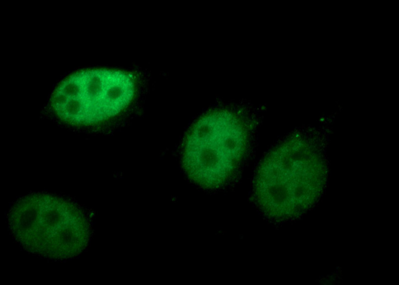 Immunofluorescent analysis of HepG2 cells using Catalog No:114940(RUVBL2 Antibody) at dilution of 1:50 and Alexa Fluor 488-congugated AffiniPure Goat Anti-Rabbit IgG(H+L)