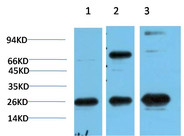 Western blot analysis of 1) Hela Cell Lysate, 2)3T3 Cell Lysate, 3) PC12 Cell Lysate using HP-1γ  Mouse mAb diluted at 1:1000.
