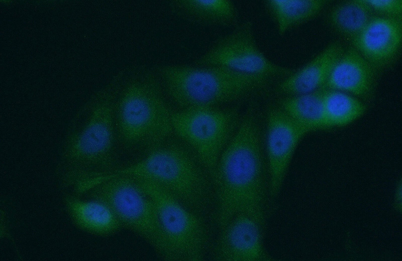 Immunofluorescent analysis of (-20oc Ethanol) fixed A549 cells using Catalog No:113552(P4HA3 Antibody) at dilution of 1:50 and Alexa Fluor 488-congugated AffiniPure Goat Anti-Rabbit IgG(H+L)