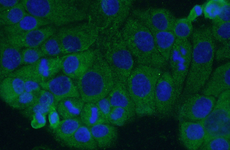 Immunofluorescent analysis of (-20oc Ethanol) fixed COLO 320 cells using Catalog No:107744(ACOT12 Antibody) at dilution of 1:50 and Alexa Fluor 488-congugated AffiniPure Goat Anti-Rabbit IgG(H+L)