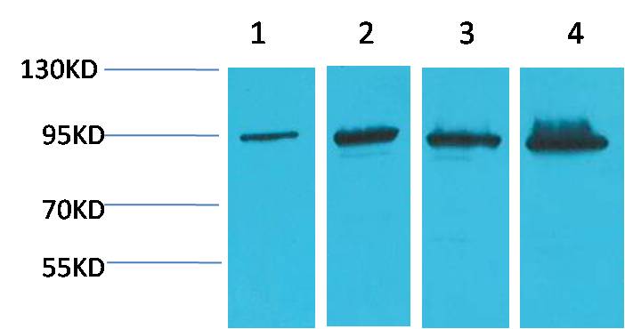 Western blot analysis of 1) Hela, 2) 293T, 3)Mouse Liver Tissue, 4) Rat Liver Tissue, with β-Catenin Mouse mAb  diluted at 1:2,000.