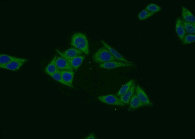 Immunofluorescent analysis of HepG2 cells using Catalog No:112616(MIER1 Antibody) at dilution of 1:25 and Alexa Fluor 488-congugated AffiniPure Goat Anti-Rabbit IgG(H+L)