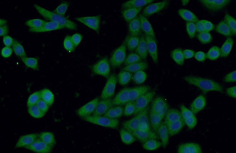 Immunofluorescent analysis of HeLa cells using Catalog No:107389(IL1R2 Antibody) at dilution of 1:50 and Alexa Fluor 488-congugated AffiniPure Goat Anti-Mouse IgG(H+L)