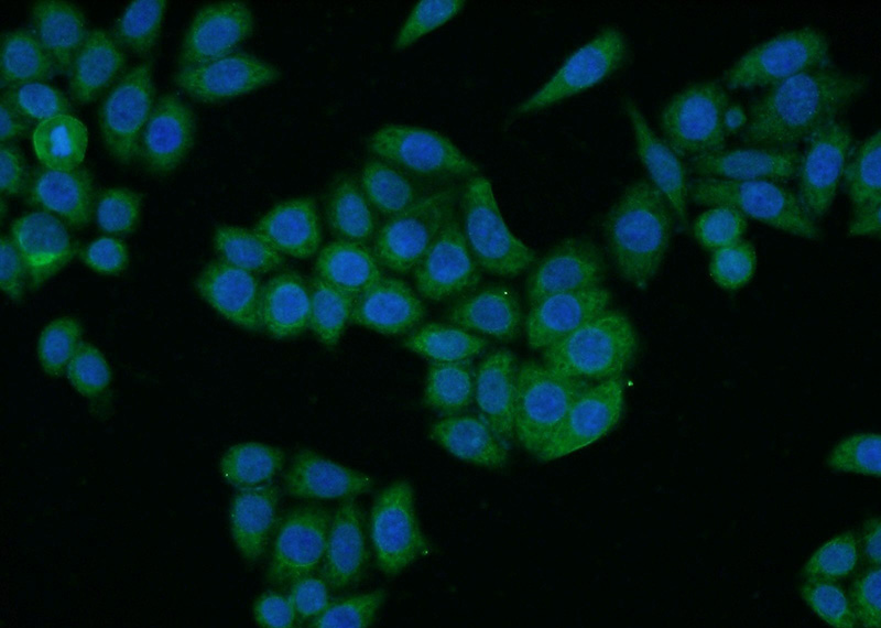 Immunofluorescent analysis of HeLa cells using Catalog No:112192(LEFTY2 Antibody) at dilution of 1:50 and Alexa Fluor 488-congugated AffiniPure Goat Anti-Rabbit IgG(H+L)