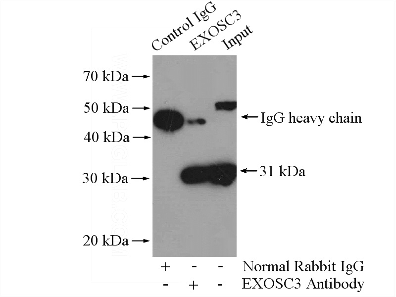IP Result of anti-EXOSC3 (IP:Catalog No:110410, 4ug; Detection:Catalog No:110410 1:500) with A2780 cells lysate 800ug.