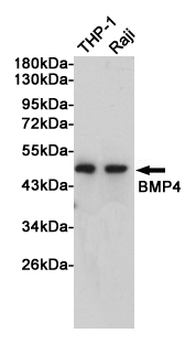 Western blot analysis of extracts from THP-1 and Raji cells using BMP4 Rabbit pAb at 1:1000 dilution. Predicted band size: 47kDa. Observed band size: 47kDa.