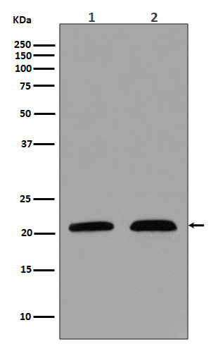 Western blot analysis of p21 in (1) MCF-7 cell lysate; (2) LnCaP cell lysate.