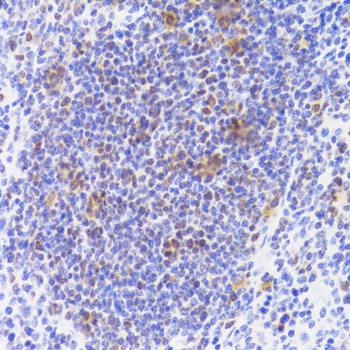 Immunohistochemistry - NASP Polyclonal Antibody 