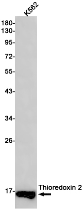 Western blot detection of Thioredoxin 2 in K562 cell lysates using Thioredoxin 2 Rabbit pAb(1:1000 diluted).Predicted band size:18kDa.Observed band size:13kDa.