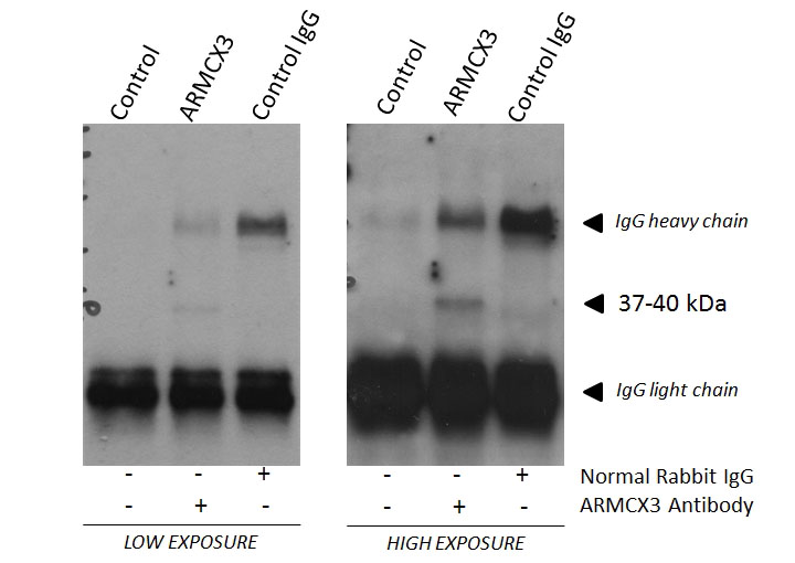 IP Result of anti-ARMCX3 (IP:Catalog No:108155, 1:500; Detection:Catalog No:108155, 1:3000) with human brain lysate, 150 ug. Courtesied by Dr. Mirra and Dr. Manso of University of Barcelona.