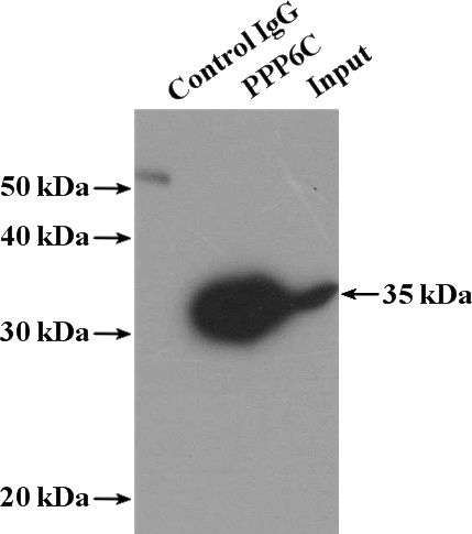 IP Result of anti-PPP6C (IP:Catalog No:114155, 3ug; Detection:Catalog No:114155 1:500) with mouse testis tissue lysate 4000ug.
