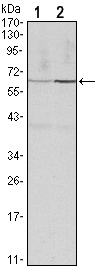 Western blot analysis using CCNB1 mouse mAb against Hela (1) and PC-12 (2) cell lysate.