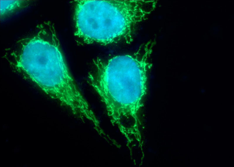 Immunofluorescent analysis of HepG2 cells using Catalog No:112295(LONP1 Antibody) at dilution of 1:25 and Alexa Fluor 488-congugated AffiniPure Goat Anti-Rabbit IgG(H+L)