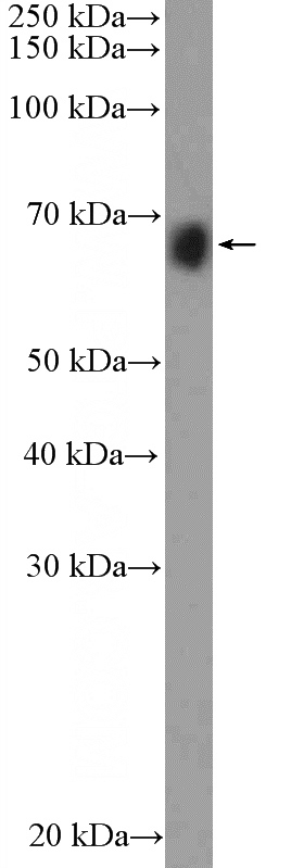 mouse liver tissue were subjected to SDS PAGE followed by western blot with Catalog No:110578(FAM171A2 Antibody) at dilution of 1:600