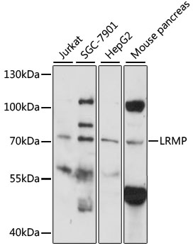 Western blot - LRMP Polyclonal Antibody 