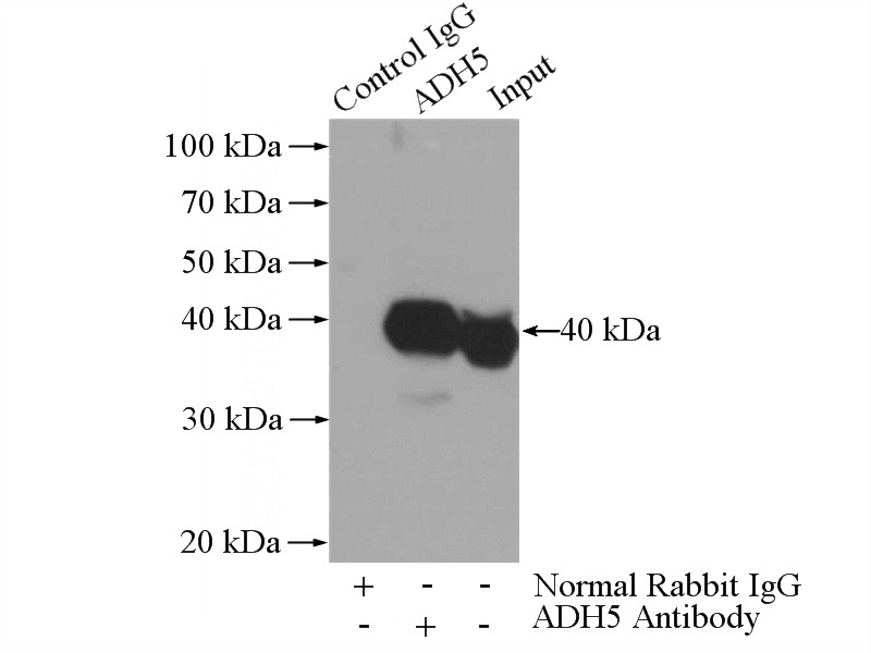 IP Result of anti-GSNOR,ADH5 (IP:Catalog No:111173, 3ug; Detection:Catalog No:111173 1:800) with mouse liver tissue lysate 4000ug.