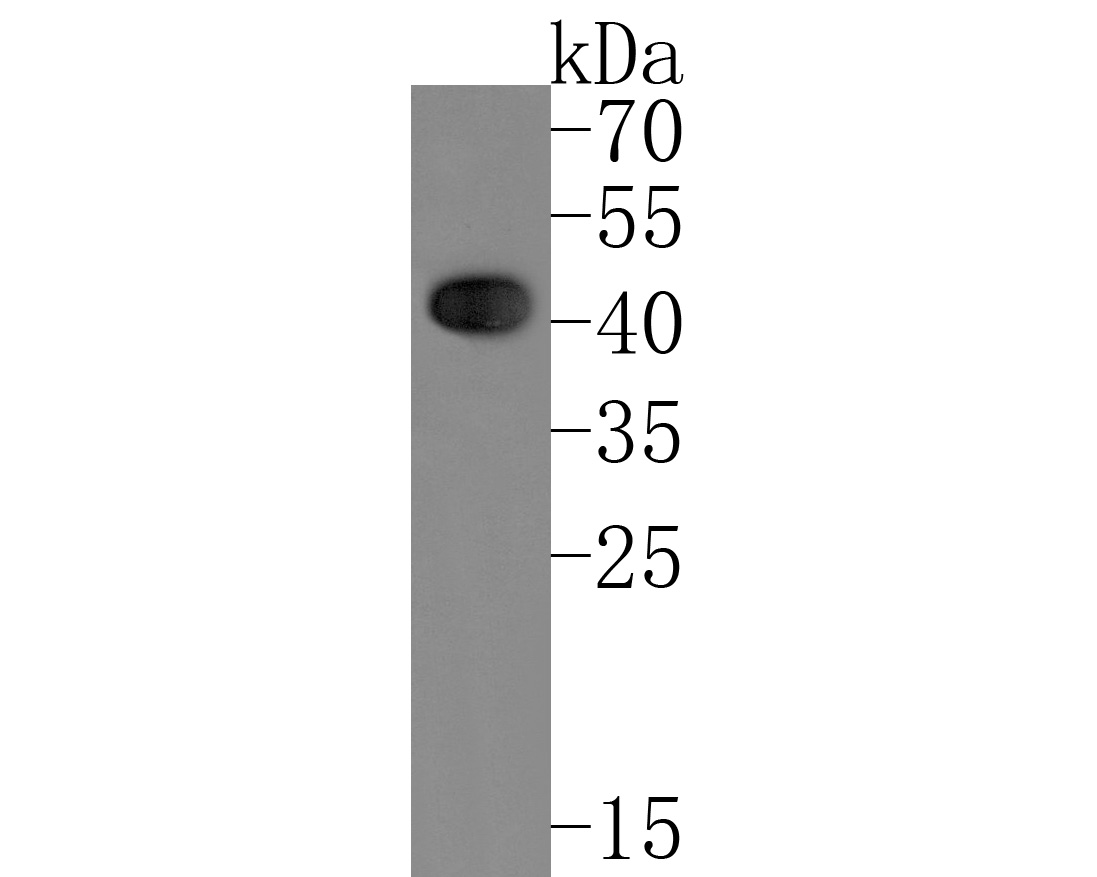 Fig1:; Western blot analysis of MATH1 on rat brain tissue lysates. Proteins were transferred to a PVDF membrane and blocked with 5% NFDM/TBST for 1 hour at room temperature. The primary antibody ( 1/1,000) was used in 5% NFDM/TBST at room temperature for 2 hours. Goat Anti-Rabbit IgG - HRP Secondary Antibody (HA1001) at 1:200,000 dilution was used for 1 hour at room temperature.