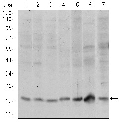 Western blot analysis using SKP1 mouse mAb against Hela (1), RAJI (2), Jurkat (3), MCF-7 (4), HepG2 (5), PC-12 (6) and Cos7 (7) cell lysate.