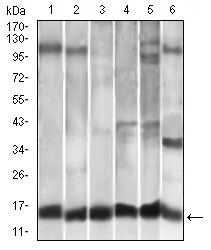 Fig2: Western blot analysis of CCL2 on different cell lysates using anti-CCL2 antibody at 1/1,000 dilution.; Positive control:; Lane 1: A549; Lane 2: HELA; Lane 3: Raw264.7; Lane 4: L1210; Lane 5: C6; Lane 6: Cos7