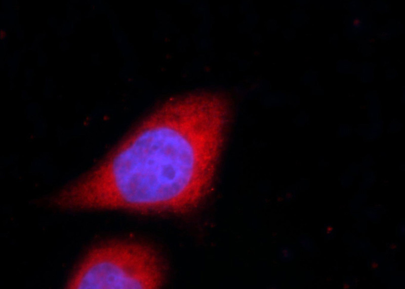 Immunofluorescent analysis of HeLa cells using Catalog No:116551(UFD1L Antibody) at dilution of 1:25 and Alexa Fluor 594-congugated AffiniPure Goat Anti-Rabbit IgG(H+L)