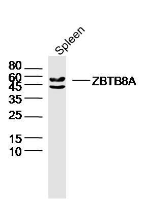 Fig1: Sample: Spleen (Mouse) Lysate at 40 ug; Primary: Anti-ZBTB8A at 1/300 dilution; Secondary: IRDye800CW Goat Anti-Rabbit IgG at 1/20000 dilution; Predicted band size: 50 kD; Observed band size: 50 kD