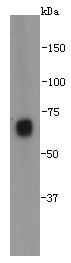 Fig1: Western blot analysis on E.coli cell lysates using anti- NusA Mouse mAb (Cat. # 176659#).