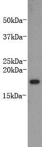 Fig1: Western blot analysis on recombinant LT-alpha lysates using anti-LT alpha monoclonal antibody.