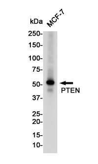 Western blot detection of PTEN in MCF-7 cell lysates using PTEN Rabbit pAb(1:1000 diluted).Predicted band size:47KDa.Observed band size:54KDa.