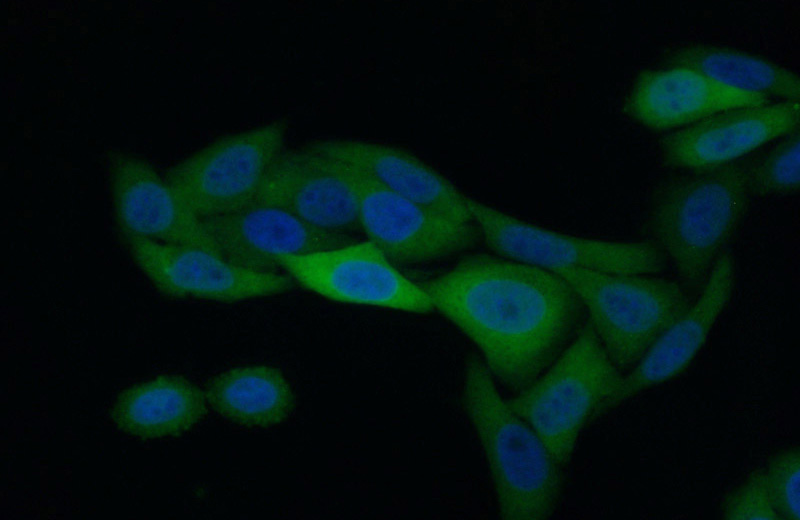 Immunofluorescent analysis of (10% Formaldehyde) fixed HepG2 cells using Catalog No:112113(KPNA2 Antibody) at dilution of 1:50 and Alexa Fluor 488-congugated AffiniPure Goat Anti-Rabbit IgG(H+L)