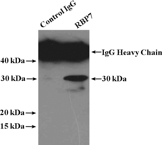 IP Result of anti-RBP7 (IP:Catalog No:114564, 4ug; Detection:Catalog No:114564 1:500) with HEK-293 cells lysate 3000ug.