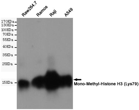 Western blot detection of Mono-Methyl-Histone H3 in Raw264.7,Ramos,Raji,A549 cell lysates using Mono-Methyl-Histone H3 (Lys79) (4A1) Mouse mAb(1:1000 diluted).Predicted band size:15KDa.Observed band size:15KDa.