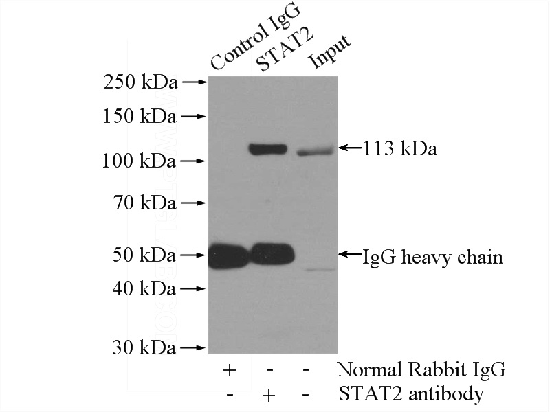 IP Result of anti-STAT2 (IP:Catalog No:115685, 4ug; Detection:Catalog No:115685 1:500) with HeLa cells lysate 2800ug.
