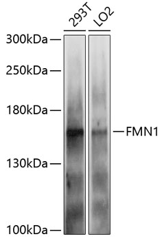 Western blot - FMN1 Polyclonal Antibody 