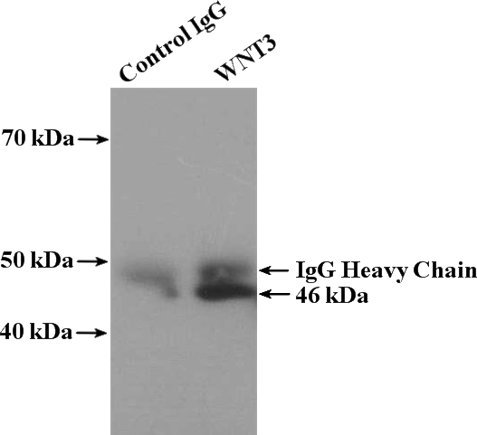 IP Result of anti-WNT3 (IP:Catalog No:116835, 4ug; Detection:Catalog No:116835 1:500) with MCF-7 cells lysate 3200ug.