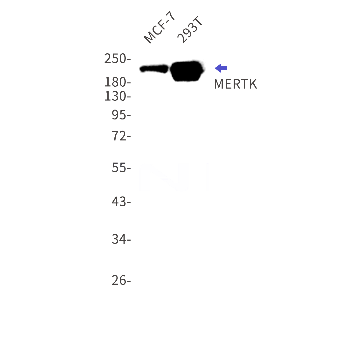Western blot detection of MERTK in MCF-7,293T cell lysates using MERTK Rabbit mAb(1:1000 diluted).Predicted band size:110kDa.Observed band size:210kDa.