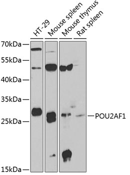 Western blot - POU2AF1 Polyclonal Antibody 