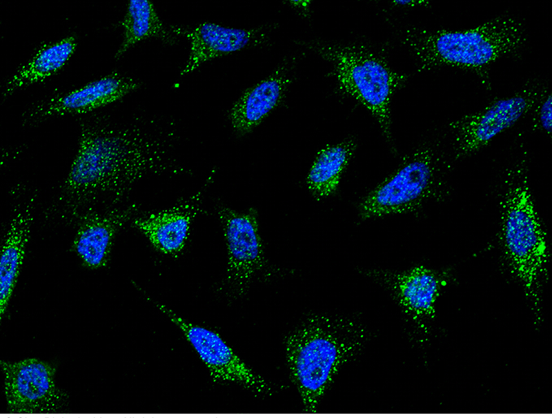 Mouse IFITM1 Immunofluorescence(IF) 15728