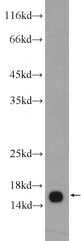 mouse brain tissue were subjected to SDS PAGE followed by western blot with Catalog No:110667(FIS1 Antibody) at dilution of 1:1000