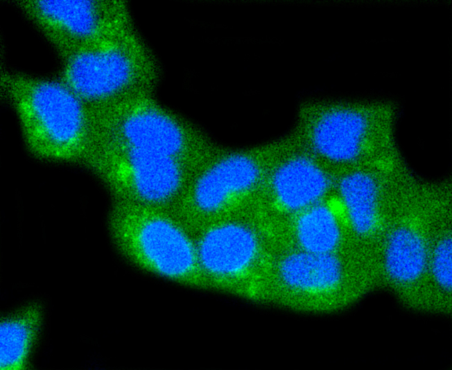 Immunofluorescence - CAV2 Monoclonal Antibody 