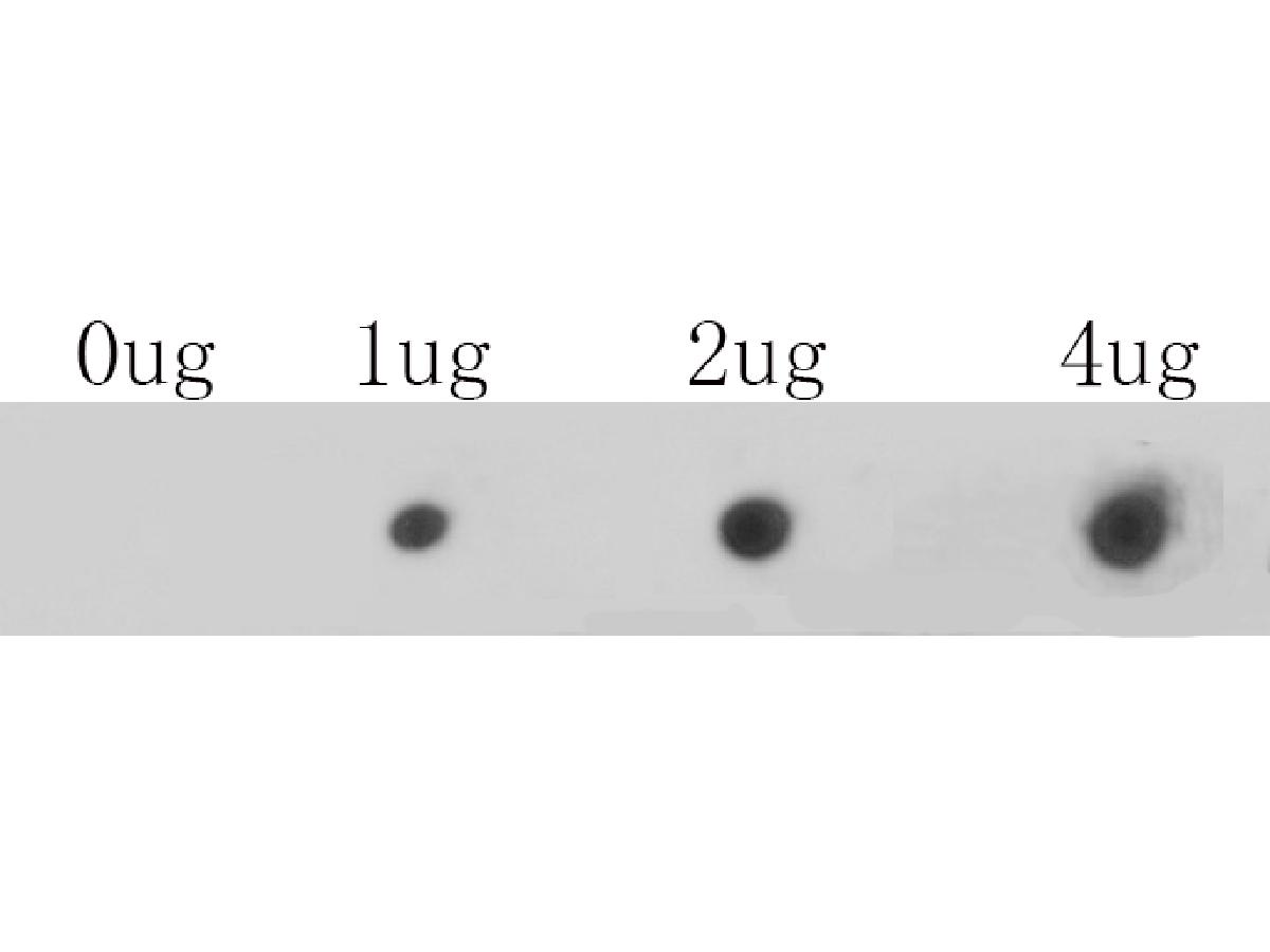 Fig1: Dot blot analysis of anti-CACNA1C on PVDF. 1ug, 2ug and 4ug of immunization peptides were given in this test. Anti-CACNA1C antibody was diluted with 1/500.
