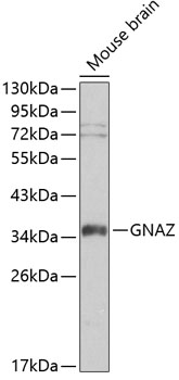 Western blot - GNAZ Polyclonal Antibody 
