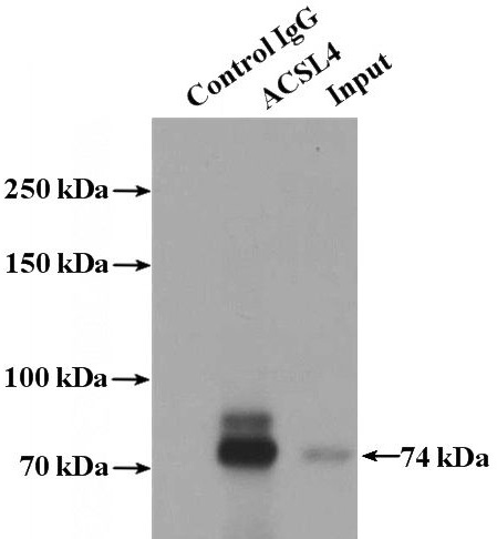 IP Result of anti-ACSL4 (IP:Catalog No:107697, 4ug; Detection:Catalog No:107697 1:1000) with COLO 320 cells lysate 2000ug.