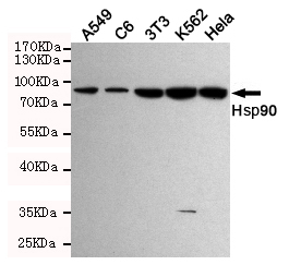 Western blot detection of Hsp90 in Hela,3T3,C6,K562 and A549 cell lysates using Hsp90 mouse mAb (1:2000 diluted).Exposion time: 4min.Predicted band size:90KDa.Observed band size:90KDa.
