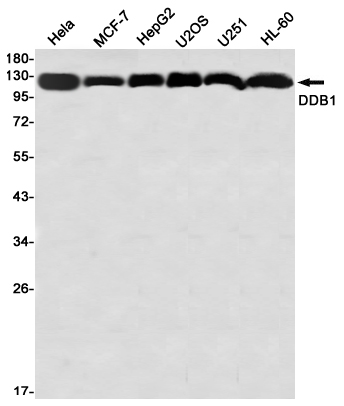 Western blot detection of DDB1 in Hela,MCF-7,HepG2,U2OS,U251,HL-60 using DDB1 Rabbit mAb(1:1000 diluted)