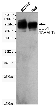 Western blot detection of CD54(ICAM-1) in SW480 and Raji cell lysates using CD54(ICAM-1) mouse mAb (1:1000 diluted).Predicted band size:96KDa.Observed band size:96KDa.