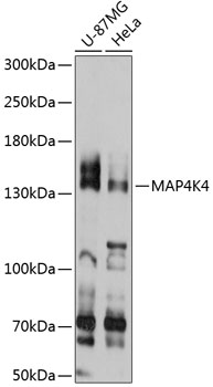 Western blot - MAP4K4 Polyclonal Antibody 