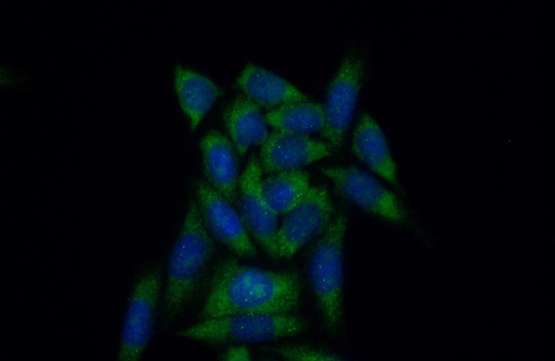 Immunofluorescent analysis of (10% Formaldehyde) fixed HeLa cells using Catalog No:110174(EIF1AX Antibody) at dilution of 1:50 and Alexa Fluor 488-congugated AffiniPure Goat Anti-Rabbit IgG(H+L)