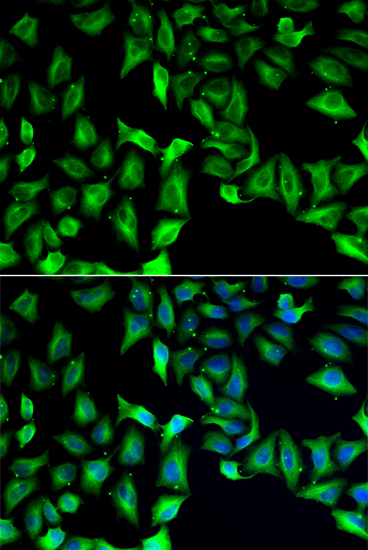Immunofluorescence - GDA Polyclonal Antibody 