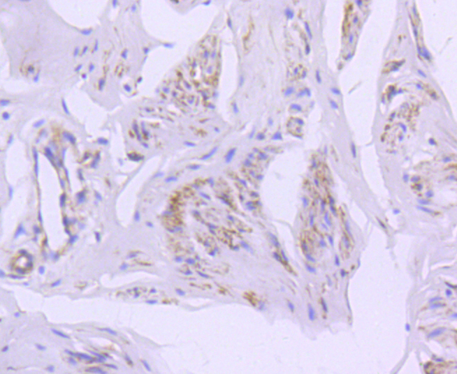 Immunohistochemistry - CAV2 Monoclonal Antibody 