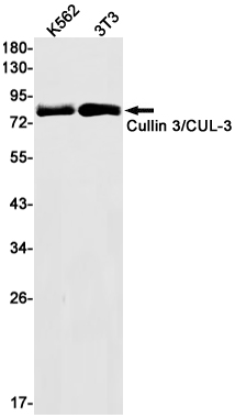 Western blot detection of Cullin 3/CUL-3 in K562,3T3 cell lysates using Cullin 3/CUL-3 Rabbit mAb(1:1000 diluted).Predicted band size:89kDa.Observed band size:89kDa.